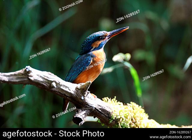 Common Kingfisher (Alcedo atthis), Eurasian kingfisher