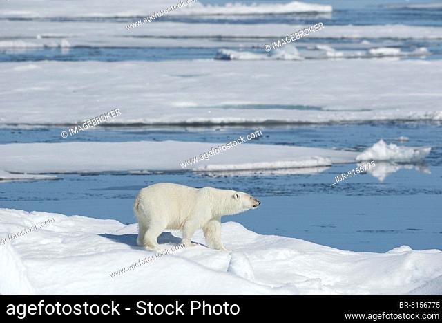 Polar bear (Ursus maritimus), North East Greenland Coast, Greenland, Arctic, North America