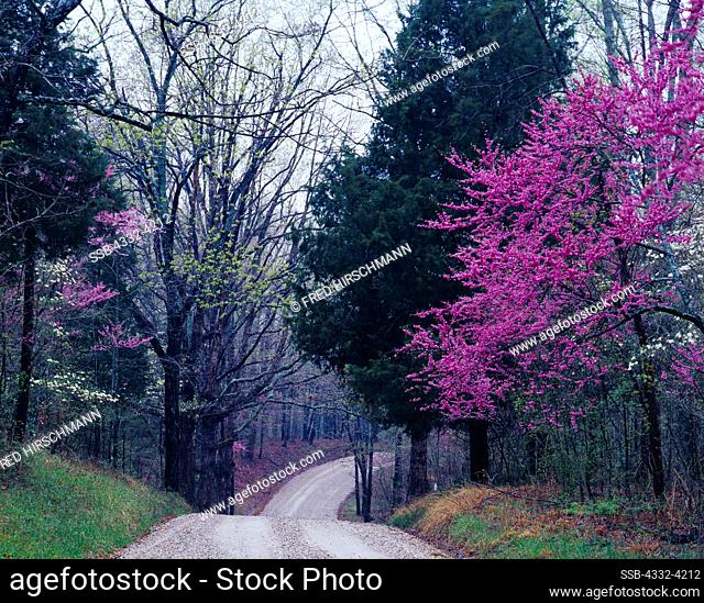 Houchins Ferry Road winding through spring forest with blooming dogwoods and redbuds, Mammoth Cave National Park, Kentucky