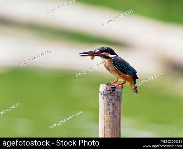 Kingfisher, Alcedo atthis, with fish