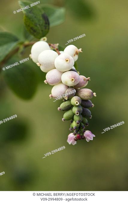 Snowberry (Symphoricarpos albus), Powell Butte, Portland, Oregon, USA