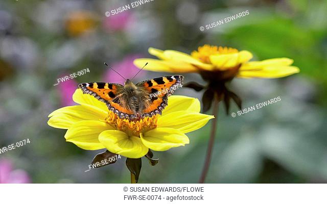 Small tortoiseshell butterfly, Aglais urticae alighted with open wings on centre of yellow single type dahlia