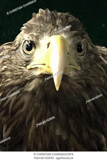 A sea eagle in a cage before his reintroduction into the wild at Wildpark Eekholt, Germany, 25 February 2016. The 25 years old bird was found in late 2015 with...