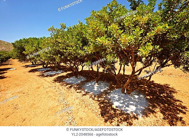 Mastic Trees being prepared for the mastic harvest by having fresh white earth spreads under the tress to catch falling mastic resin from cuts in the trees bark
