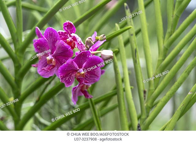 DBKU Orchid Garden, Kuching, Sarawak, Malaysia