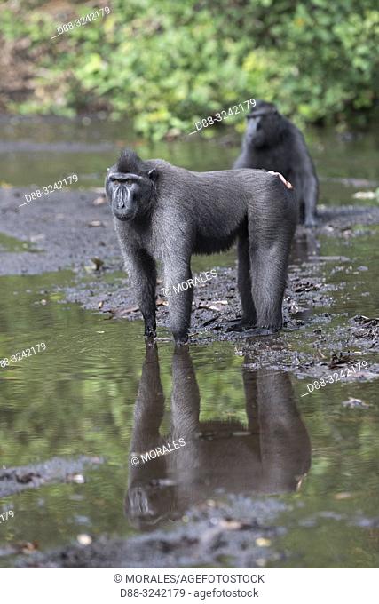 Asia, Indonesia, Celebes, Sulawesi, Tangkoko National Park, Celebes crested macaque or crested black macaque, Sulawesi crested macaque