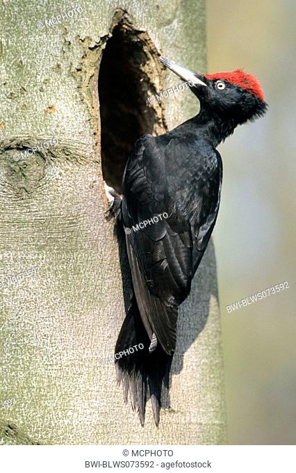 black woodpecker Dryocopus martius, at breeding hole, USA