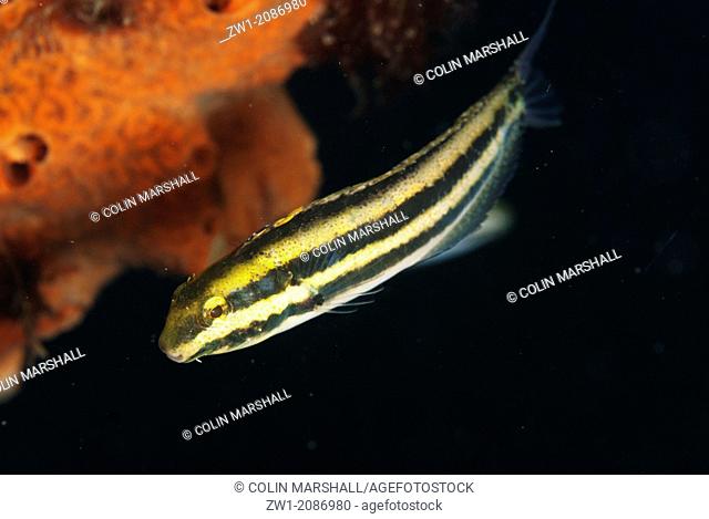 Shorthead Fangblenny (Petroscirtes breviceps) at Makawide Wall dive site in Lembeh Straits in Sulawesi in Indonesia