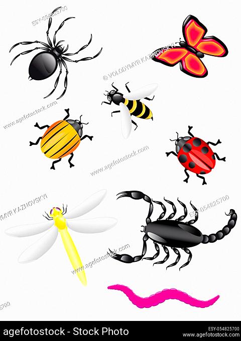 beetles and insects colors vector illustration