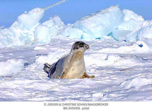 Harp Seal or Saddleback Seal (Pagophilus groenlandicus, Phoca groenlandica), adult female on pack ice, Magdalen Islands, Gulf of Saint Lawrence, Quebec, Canada