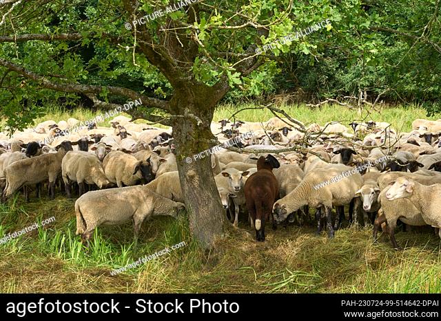 24 July 2023, Rhineland-Palatinate, Hundsdorf: Sheep farmer and wolf officer Neumann's flock is located on an area just 15 kilometers from the nearest wolf pack