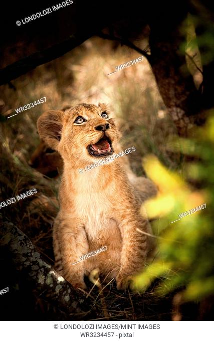A lion cub, Panthera leo, sits down, looks away, open mouth