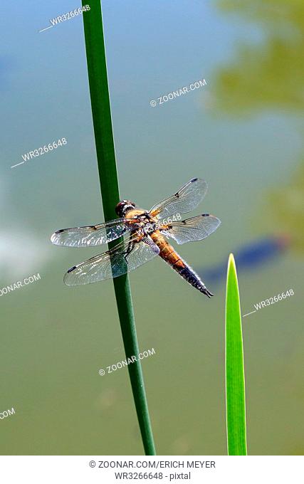 Vierflecklibelle, Four spotted chaser, Libellula quadrimaculata
