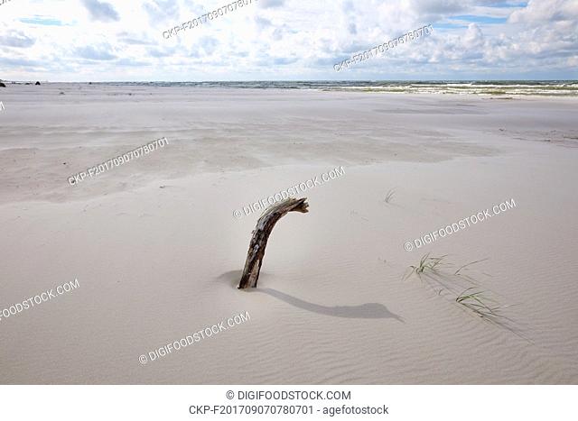 driftwood stuck in the sand on the beach