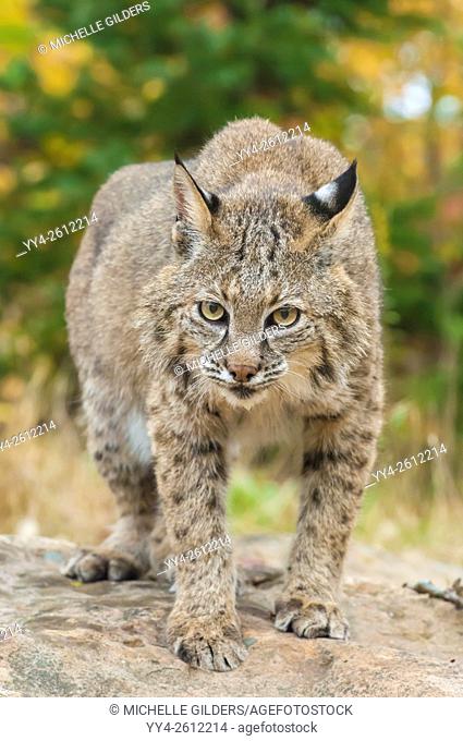 Bobcat, Lynx (Felis) rufus, in fall (autumn) colours, native to North America