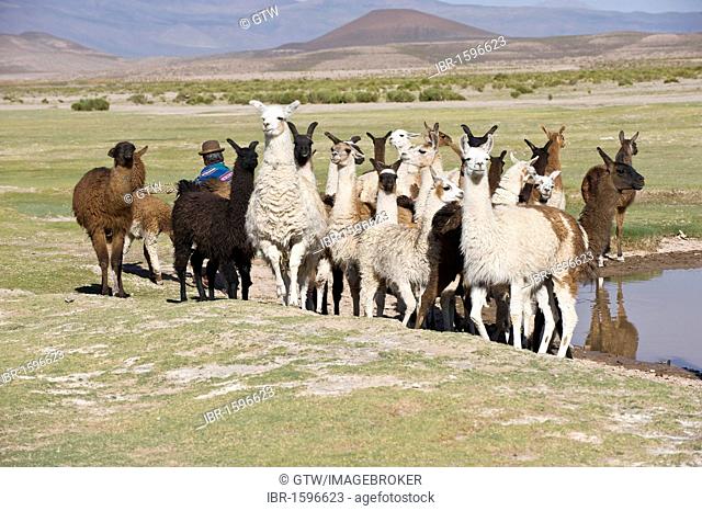 Llama (Lama glama) herd, San Juan, Potosi, Bolivia, South America