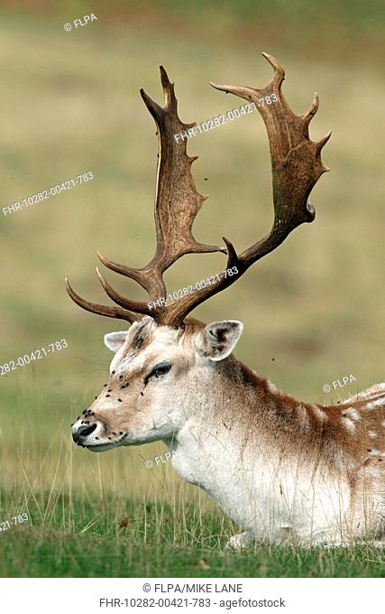 Fallow Deer Dama dama mature buck, close-up of head and antlers, with flies on face, Kent, England, september