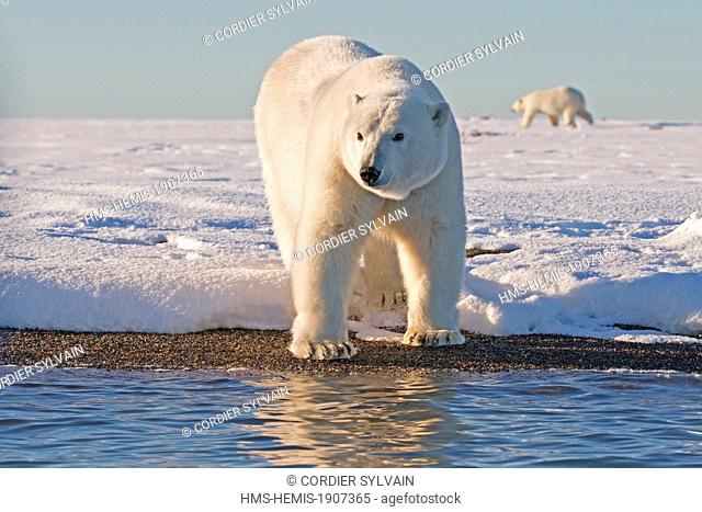 United States, Alaska, Arctic National Wildlife Refuge, Kaktovik, Polar Bear (Ursus maritimus), adult female