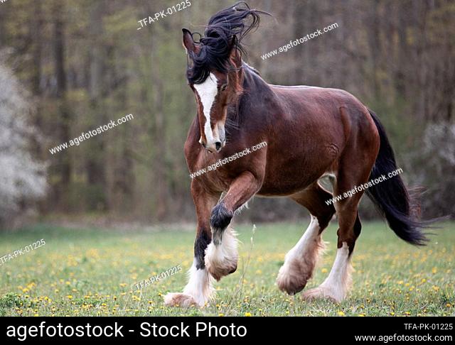 galloping Shire horse