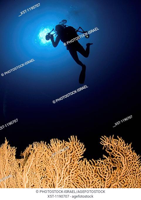 Israel, Eilat, Red Sea, - Underwater photograph of a diver swimming above an Anella Alcyonacea soft corals coral