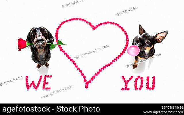 group row team of dogs on valentines love heart shape with I love you sign as background isolated on white