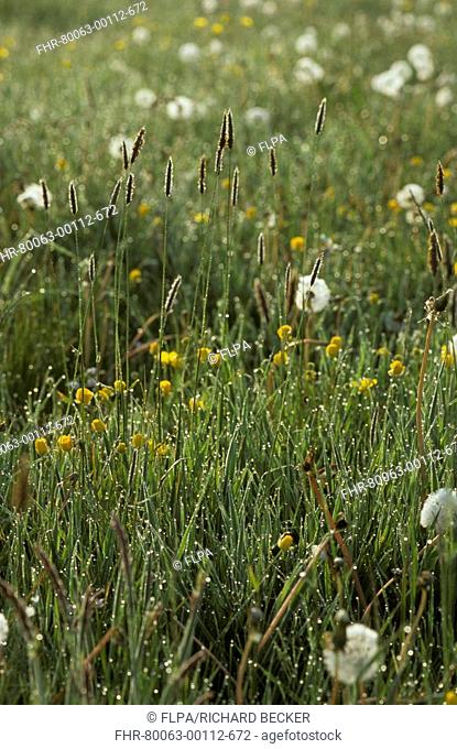 Meadows Hay meadow on organic farm - heavy dew - with dandelions - buttercups & Timothy Grass