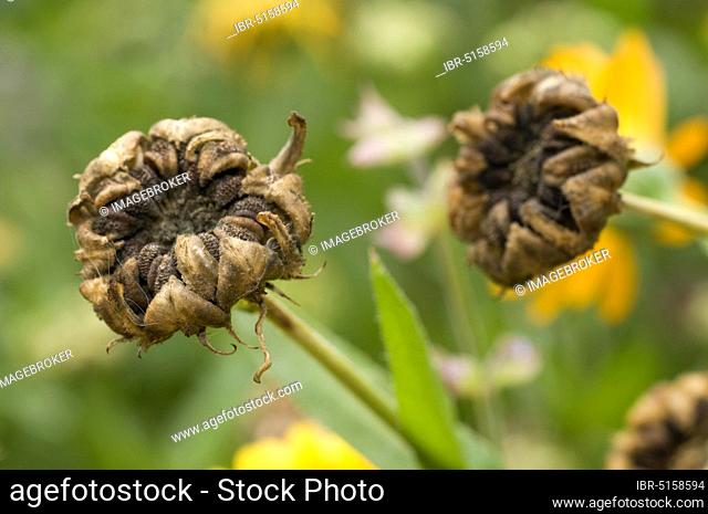 Marigold (Calendula officinalis), inflorescence, seed head