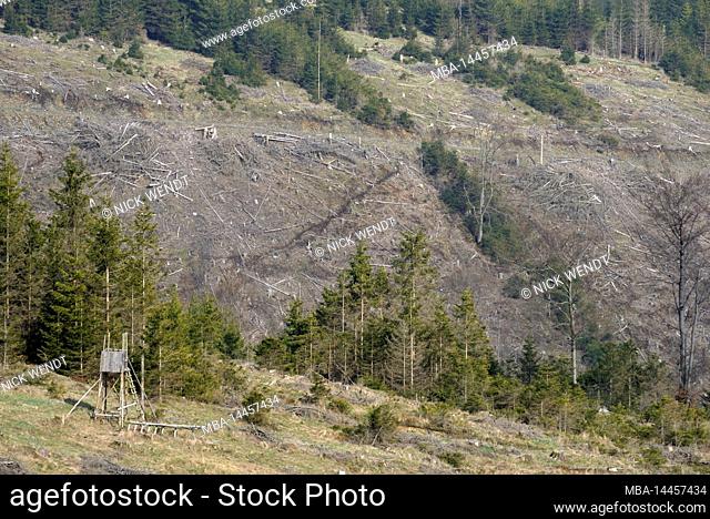 Clear cut mountains after bark beetle infestation in the Thuringian Forest