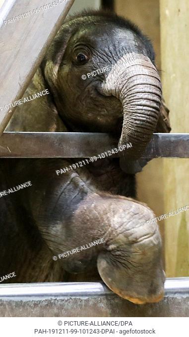 11 December 2019, Saxony-Anhalt, Halle: Born in September, the elephant girl in Halle Zoo stretches her head out of the elephant enclosure after being...