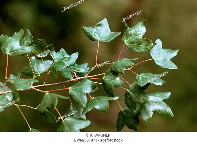 Montpellier maple (Acer monspessulanum), branch