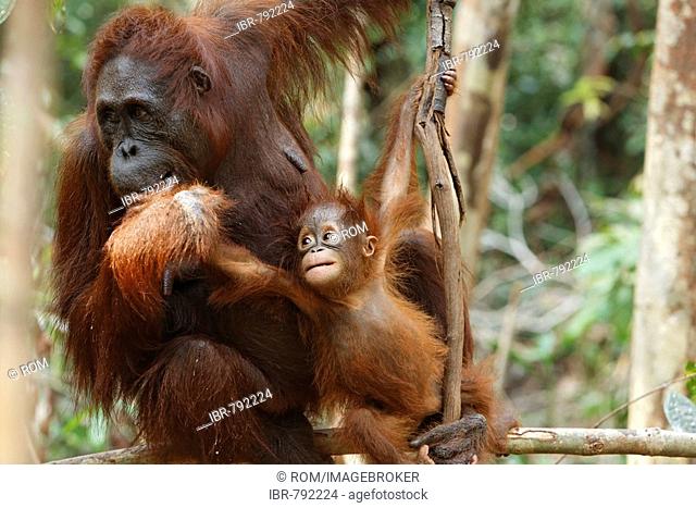 Bornean Orangutan (Pongo pygmaeus) with young at Tanjung Puting National Park, Central Kalimantan, Borneo, Indonesia, Asia