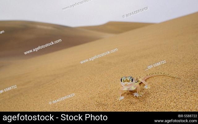 Web-footed Gecko (Pachydactylus rangei) adult, standing on sand dune in desert habitat, Namib Desert, Namibia, Africa