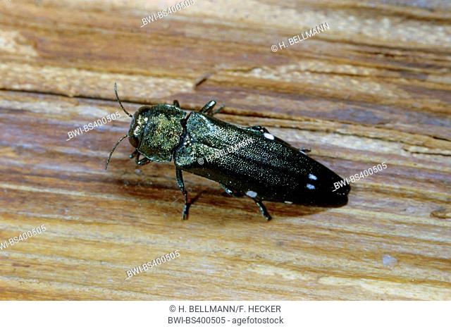 Oak splendor beetle, Oak splendour beetle, Two spotted oak buprestid (Agrilus biguttatus), on wood, Germany