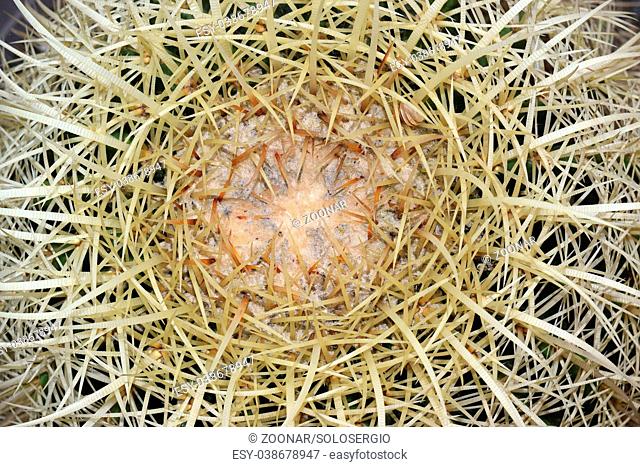 close up of golden barrel cactus plant