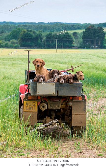 Domestic Dog, English Springer Spaniel, Labrador Retriever and terrier, adults, working dogs on quadbike of gamekeeper in field, Norfolk, England, June