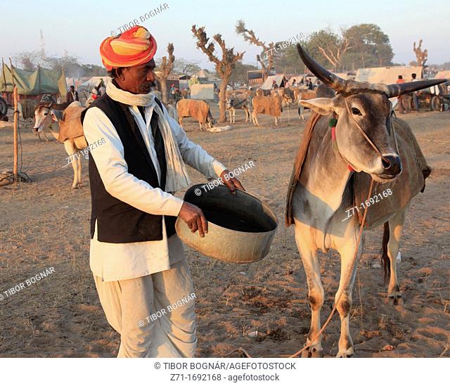 India, Rajasthan, Nagaur, Fair, man feeding cattle