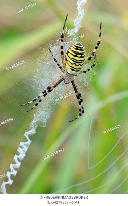 Wasp spider (Argiope bruennichi), female sitting in web, North Rhine-Westphalia, Germany