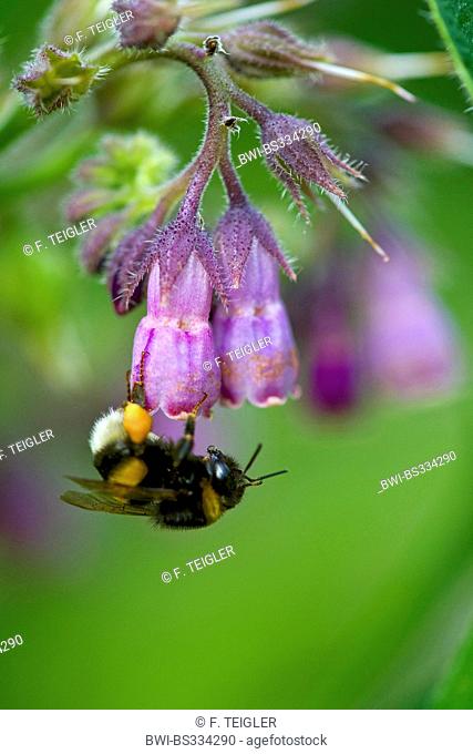 common comfrey (Symphytum officinale), blooming with humble bee, Germany