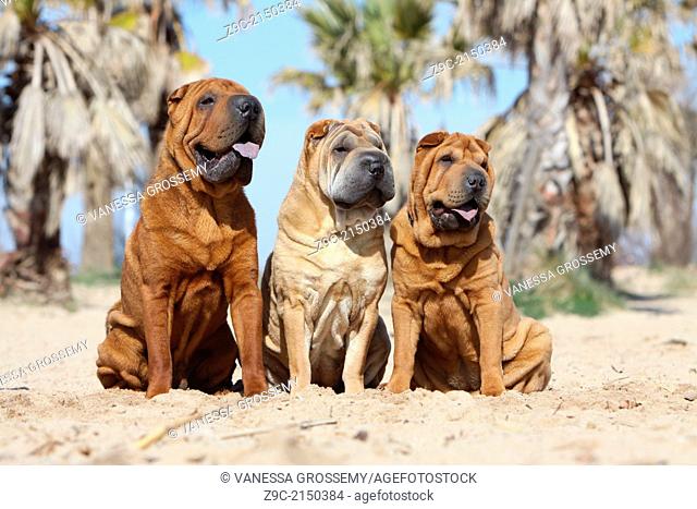 Dog Shar Pei / three adults sitting on the beach