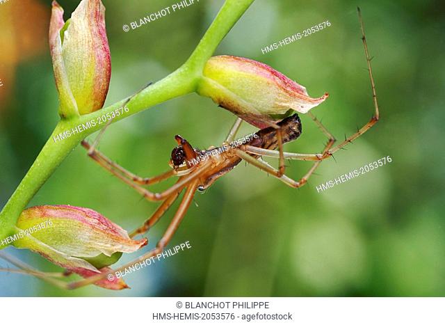 France, Araneae, Linyphiidae, Sheetweb spider (Linyphia triangularis), male
