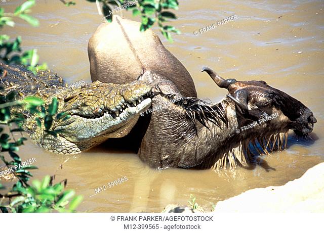 Crocodile killing wildebeest in river