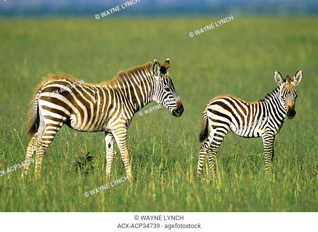 Young plains zebras Equus burchelli playing, Serengeti Plains, East Africa, Kenya