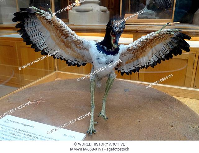 Model of Archaeopteryx a genus of bird-like dinosaurs that is transitional between non-avian feathered dinosaurs and modern birds