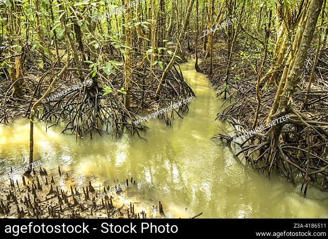 Mangrove city forest in Krabi, Thailand