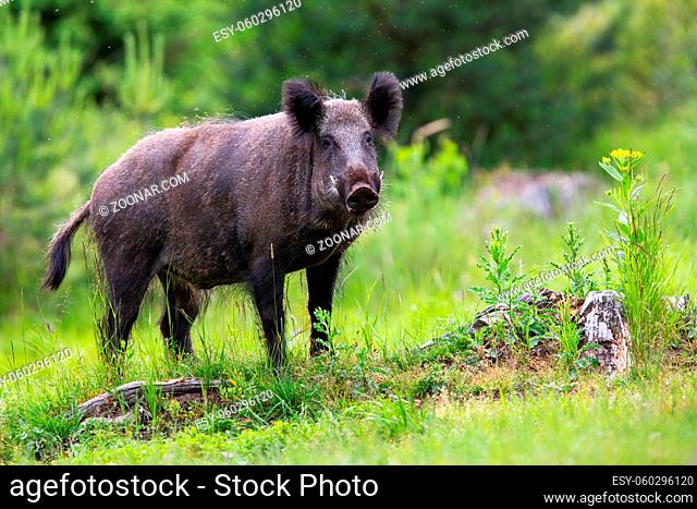 wild boar, sus scrofa, male with long white tusks looking on glade with stumps and green grass. Surprised animal facing camera in summer nature with copy space