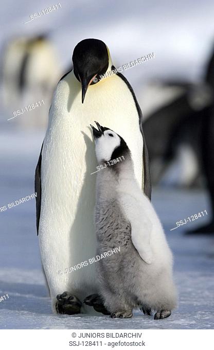 emperor penguin with cub - Aptenodytes forsteri