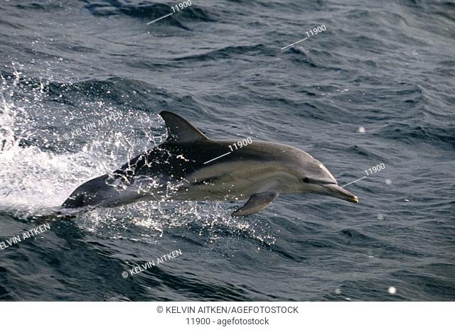 Common Dolphin (Delphinus delphis)