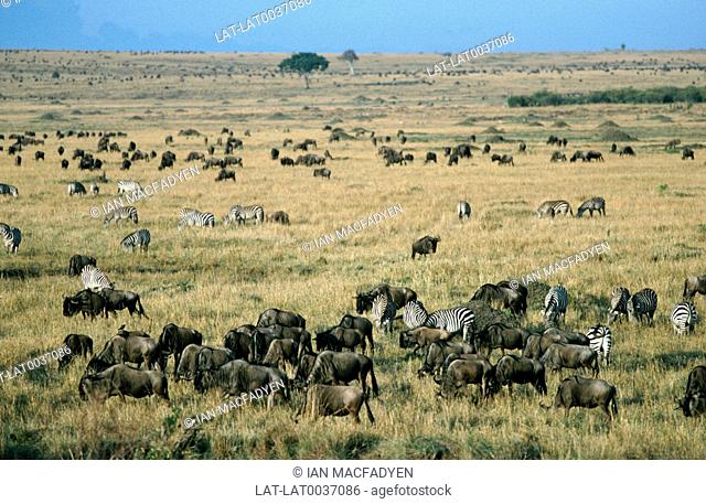 Wildebeest and zebra on plains of Masai Mara during migration