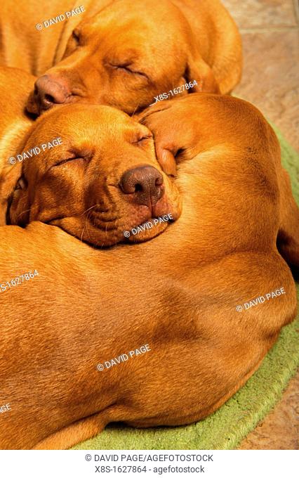 Stock photo of two month old Hungarian Vizla Puppies