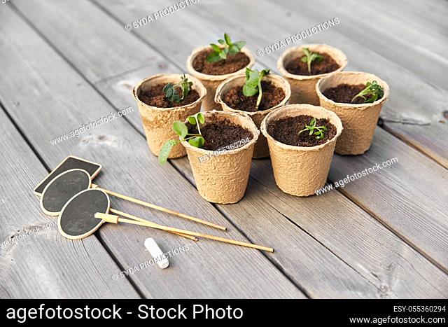 seedlings in pots with soil on wooden background